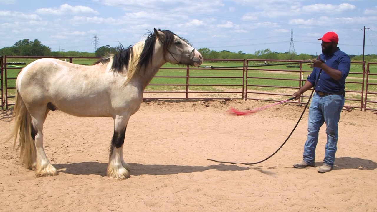 Basic Gradual Desensitizing Course Steady Horse Training
