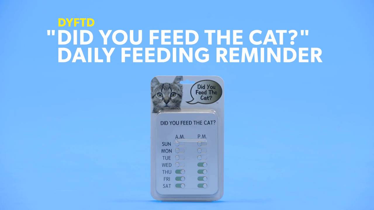 did you feed the cat