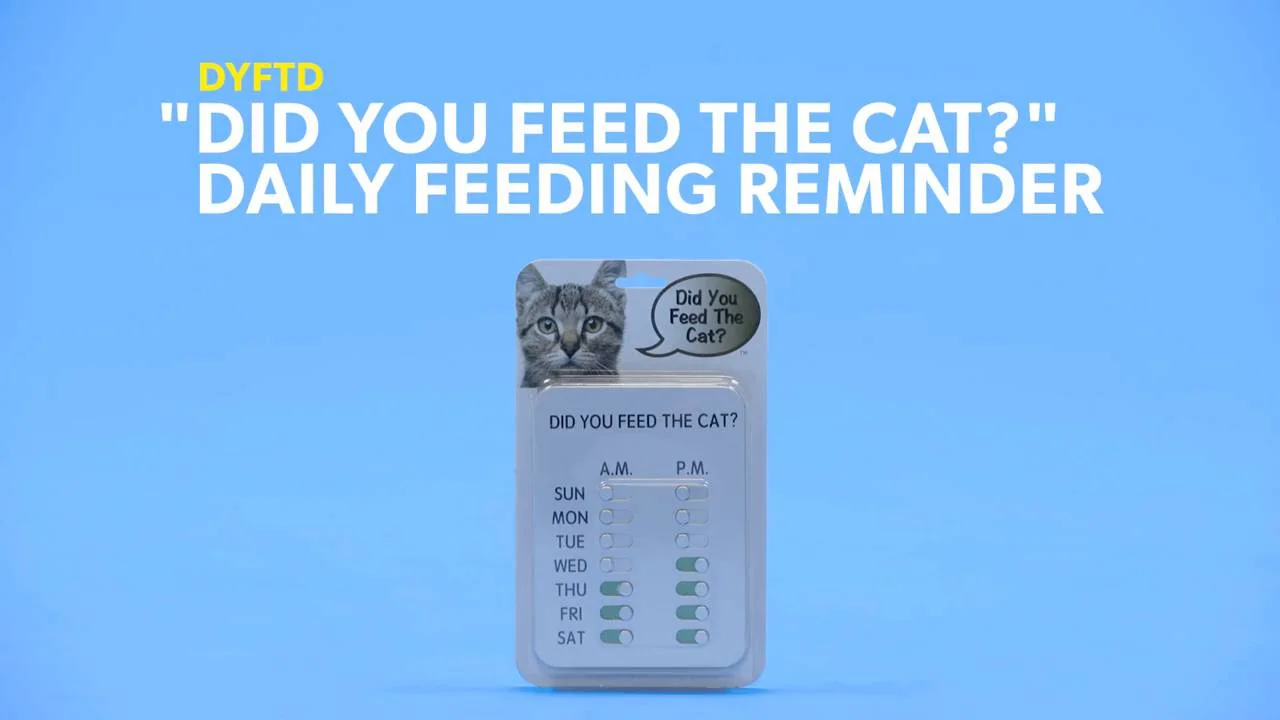cat feeding reminder