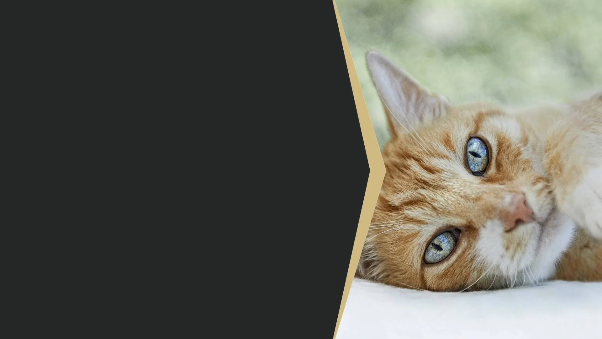 pro plan delicate turkey