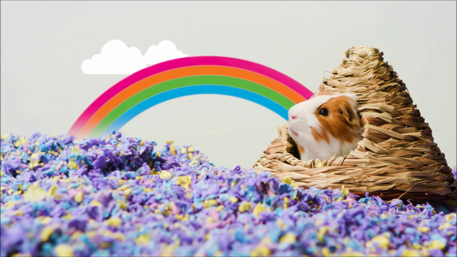 confetti hamster bedding