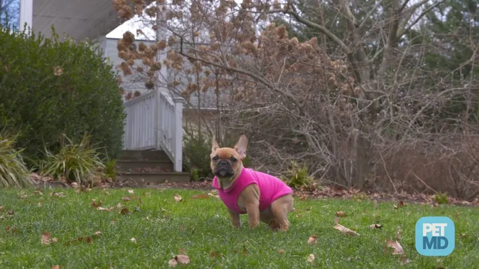 dog training peeing in the house