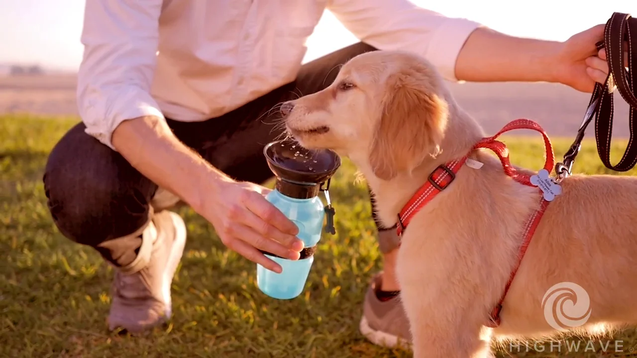 highwave dog water bottle