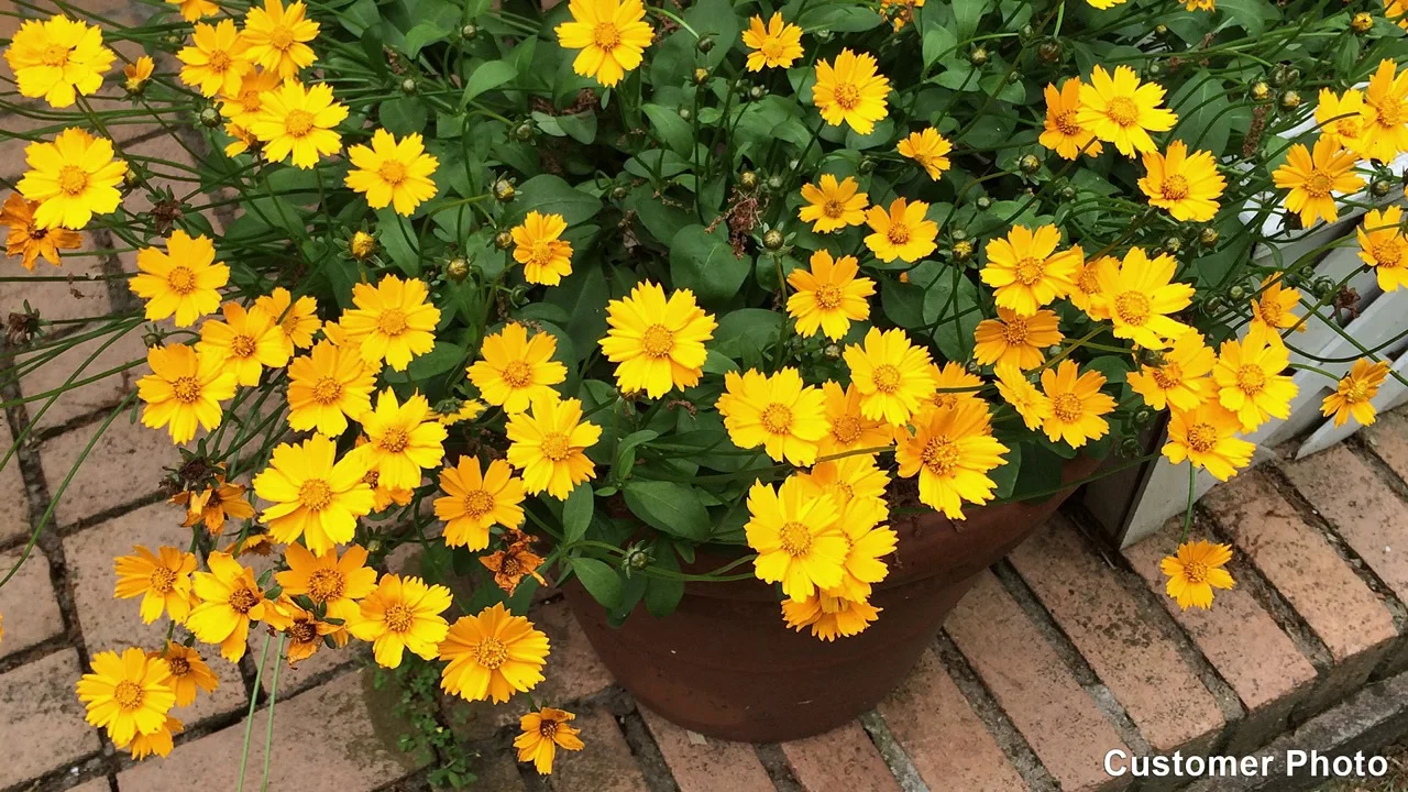 Coreopsis Tickseed American Meadows Mature Height 24 Inches