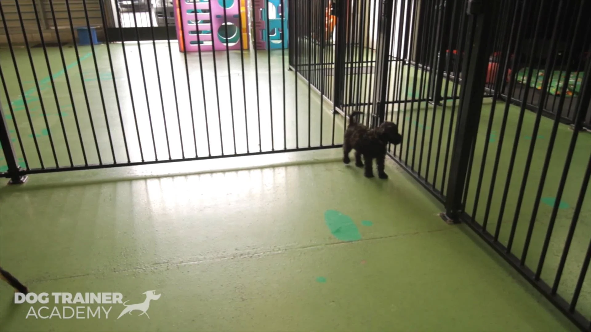 off leash dog academy