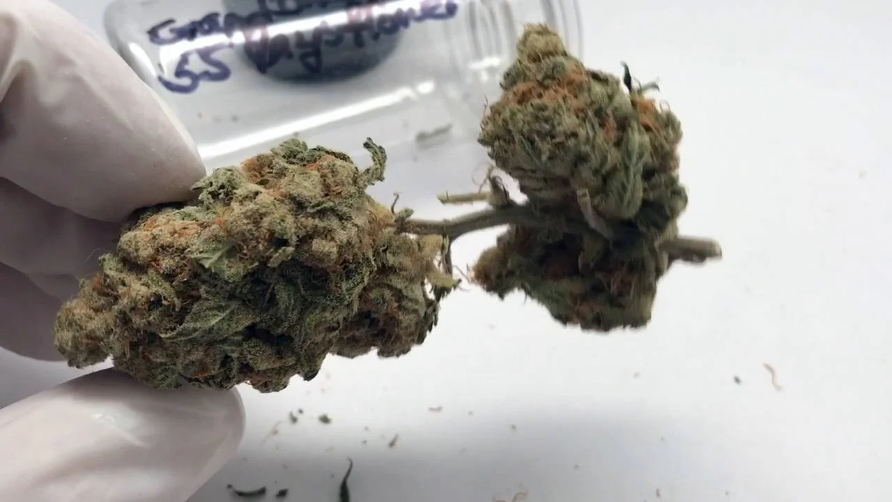 Grand Daddy Purple Cannabis Seed Review By Uptown Growlab Live Uptown Growlab Live Digital Cannabis Network And Streaming Show How To Cannabis Videos