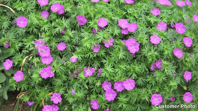 ved siden af Menda City appel Geranium cinereum Ballerina, Crane's Bill | American Meadows