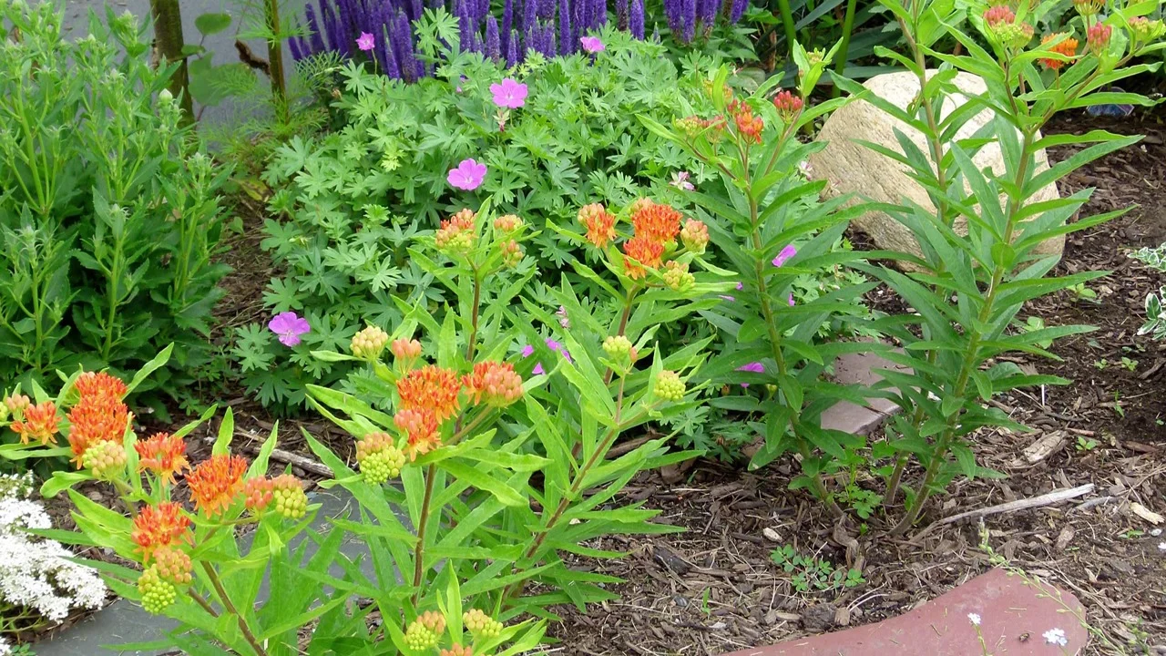 Showy Milkweed Asclepias Speciosa American Meadows