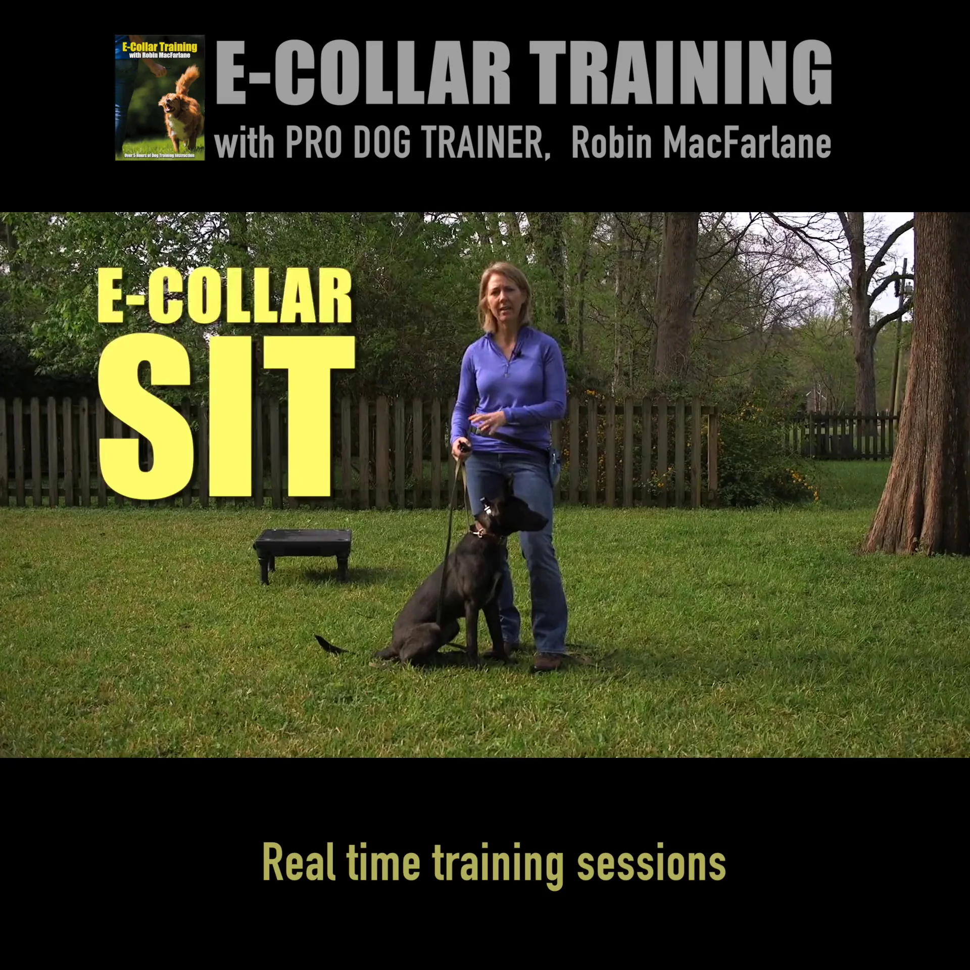 e collar obedience training