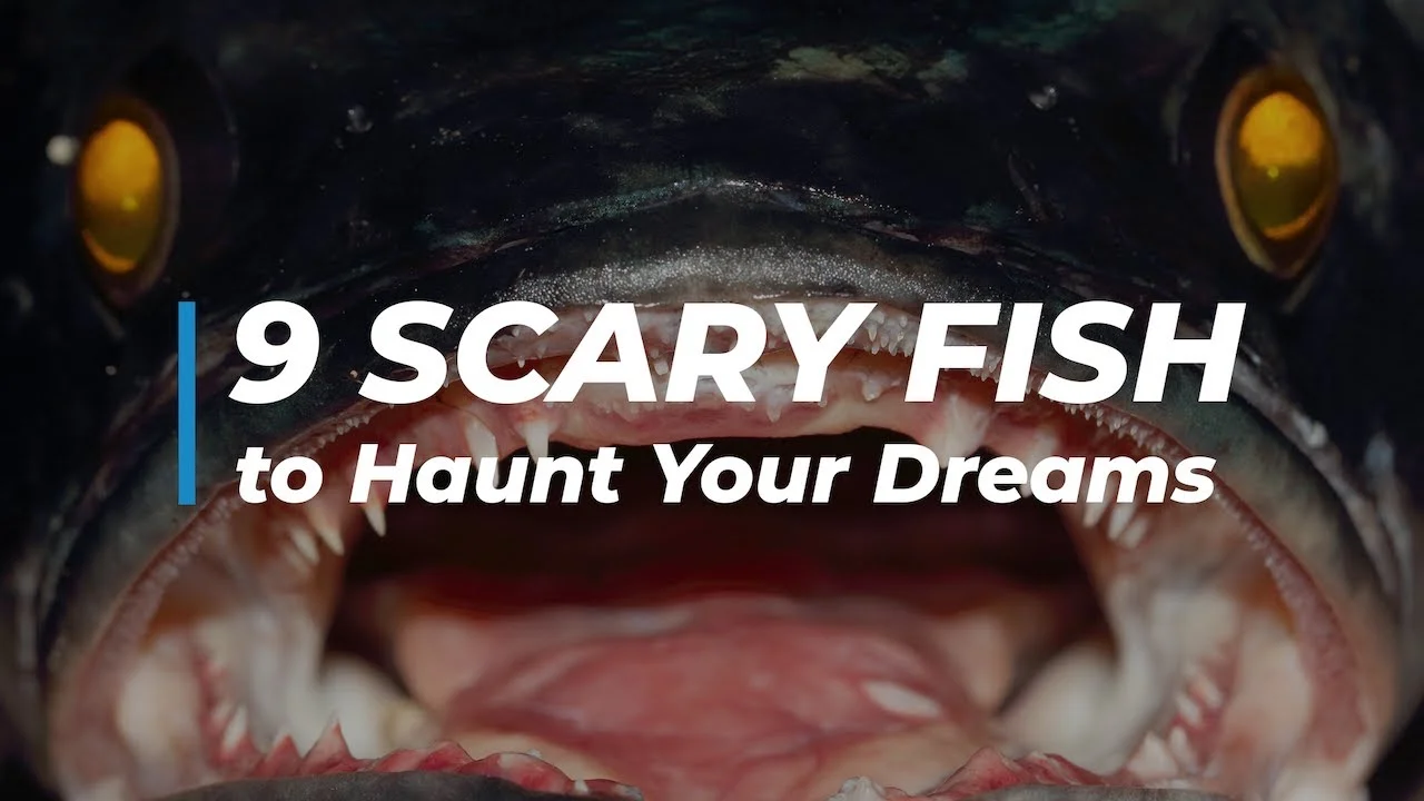 23 Surprisingly Scary Creepy Short Stories To Color Your Dreams