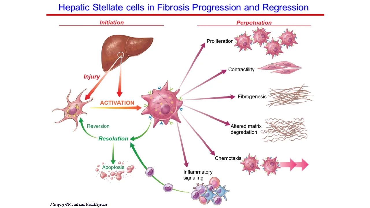 解密纤维化 Cell Signaling Technology