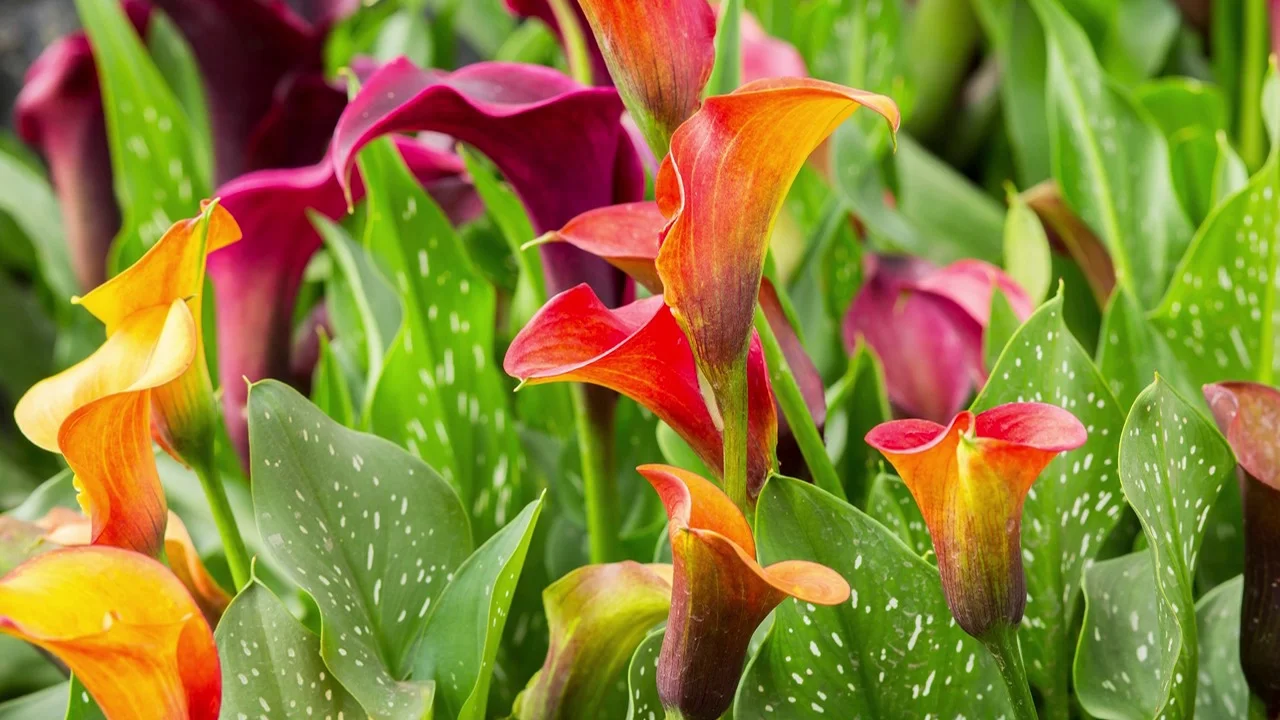 Calla Lily Flower Bulbs American Meadows Height 12 Inches Calla Lily Flower Bulbs American
