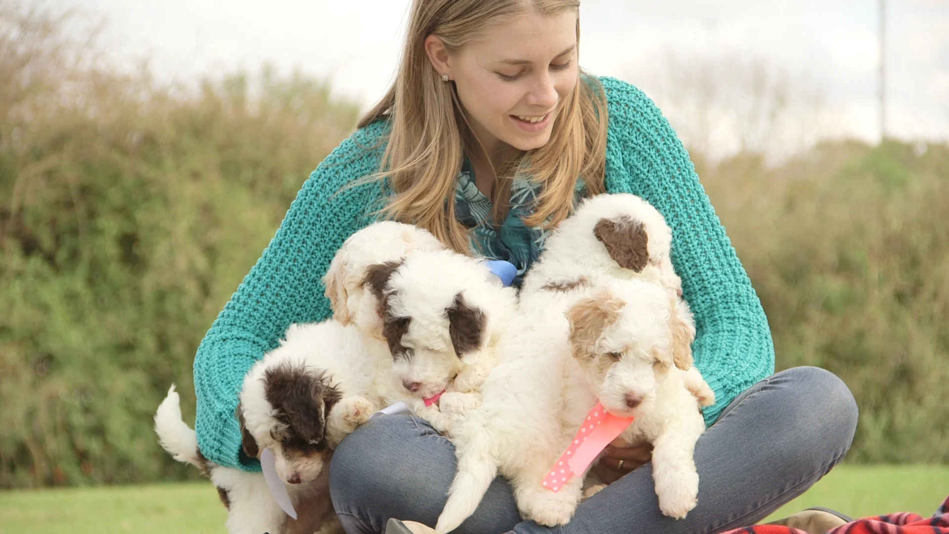 smeraglia teddybear schnoodles