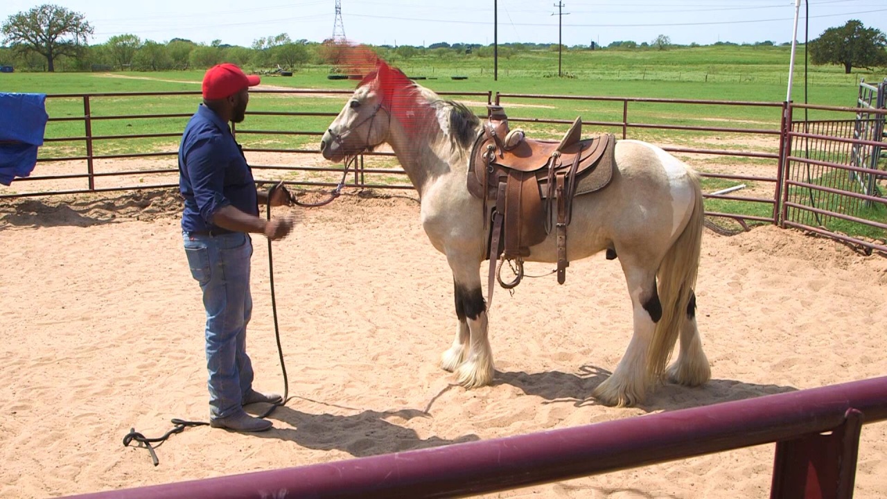 Basic Gradual Desensitizing Course Steady Horse Training