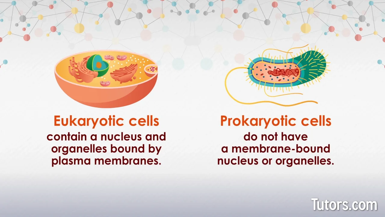 prokaryotic vs eukaryotic cells differences examples