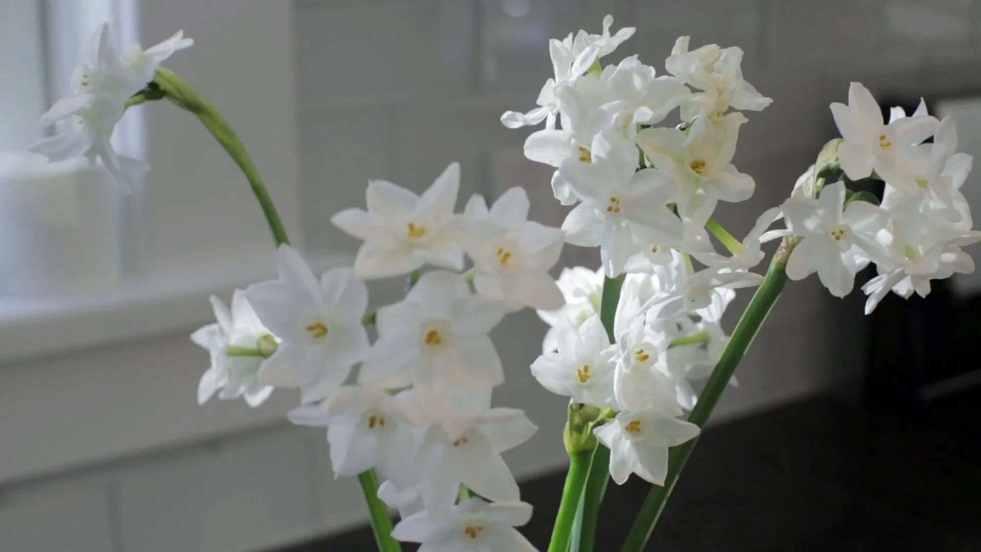 chinese narcissus bulbs
