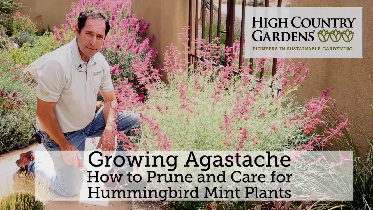 Agastache Foeniculum Blue Giant Hyssop High Country Gardens