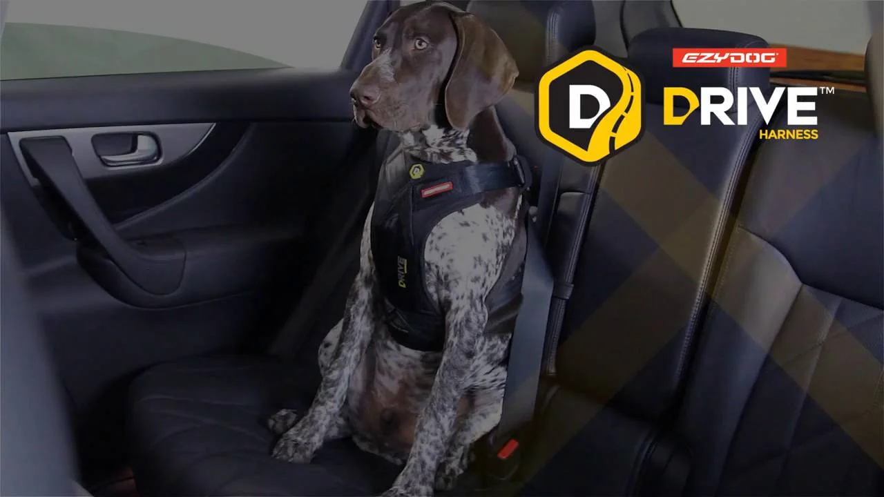 ezydog drive safety travel dog car harness