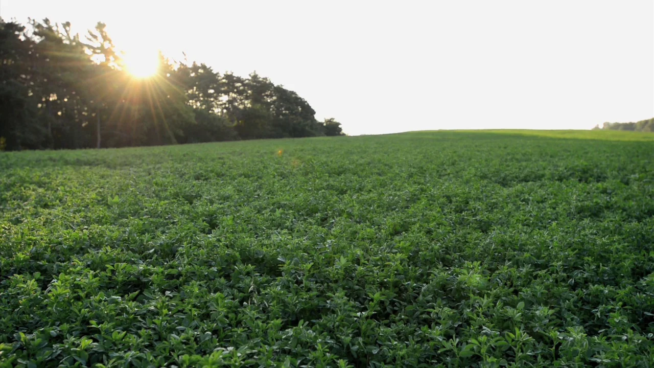 Best Month To Plant A Food Plot Whitetail Habitat Solutions