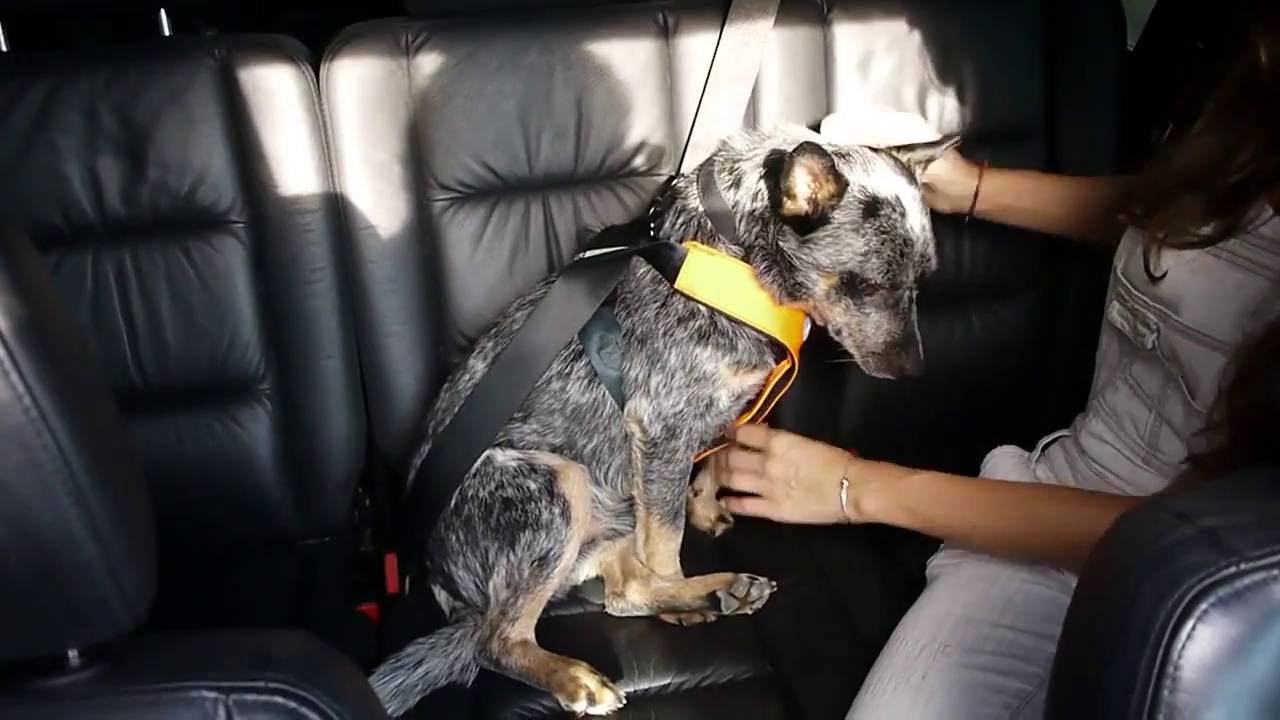 clickit dog harness