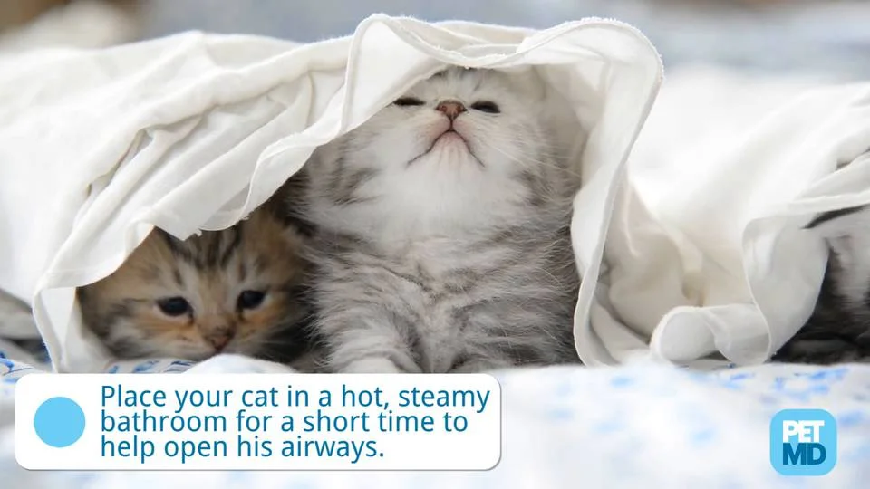 Cat Cold Remedies Remedies For Cat Sneezing And Runny Nose Petmd