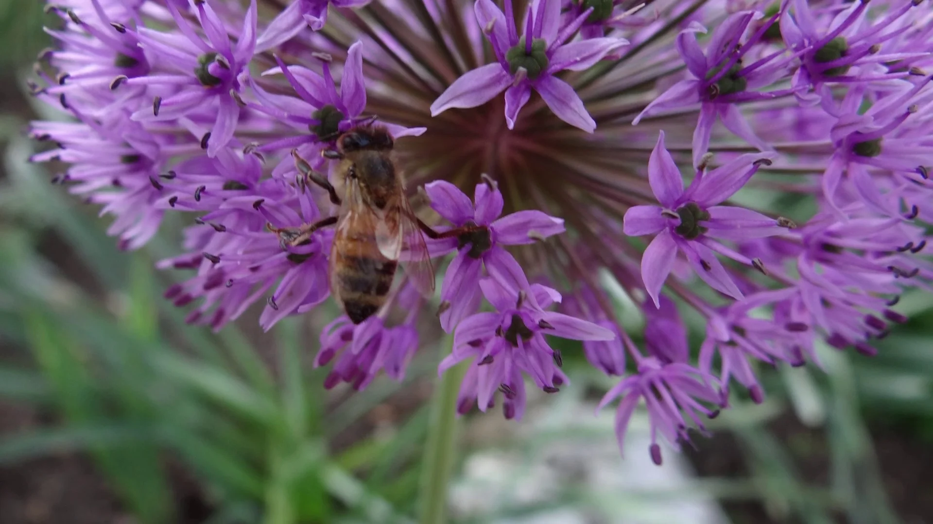 allium flower