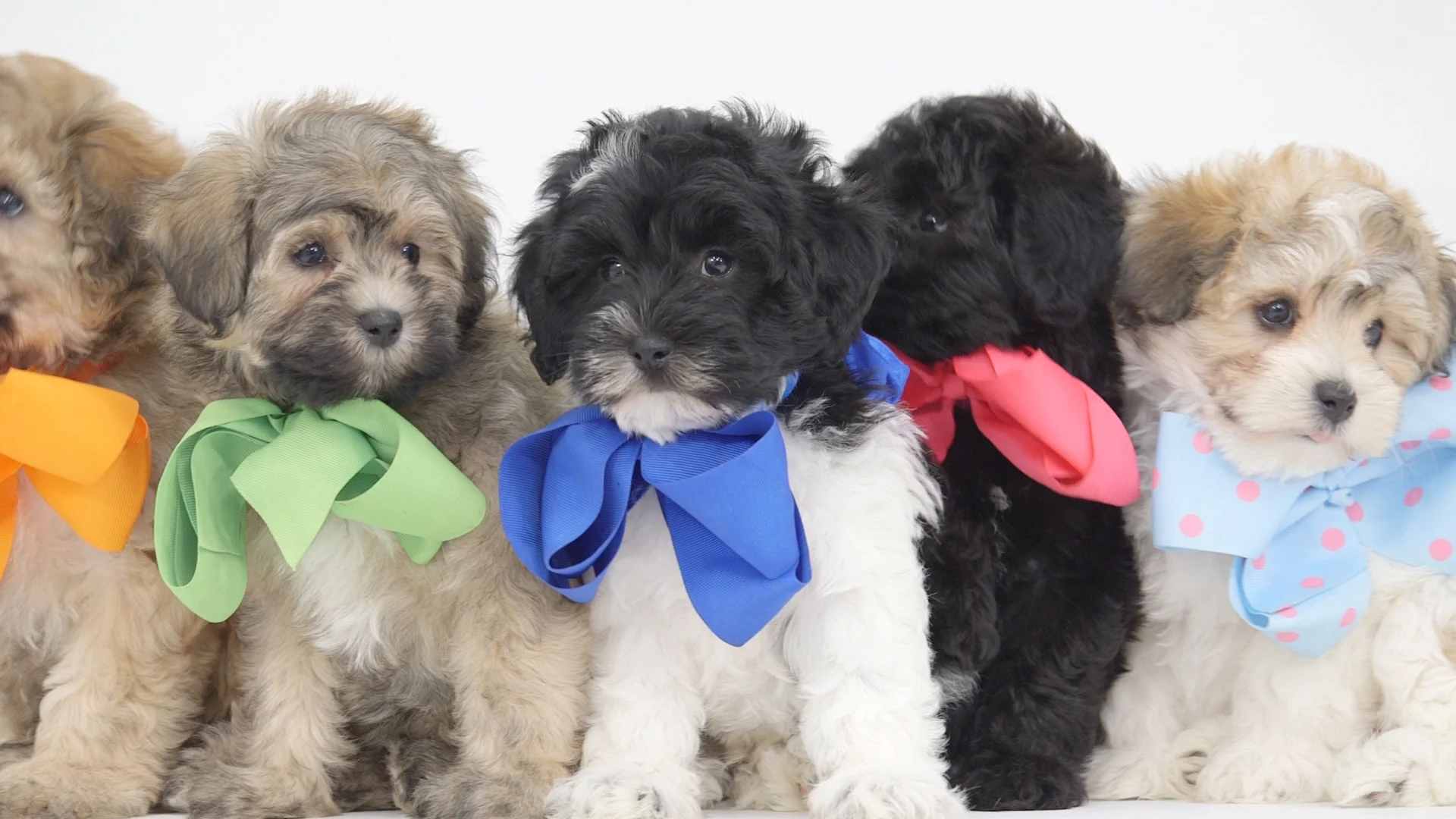 smeraglia teddybear schnoodles