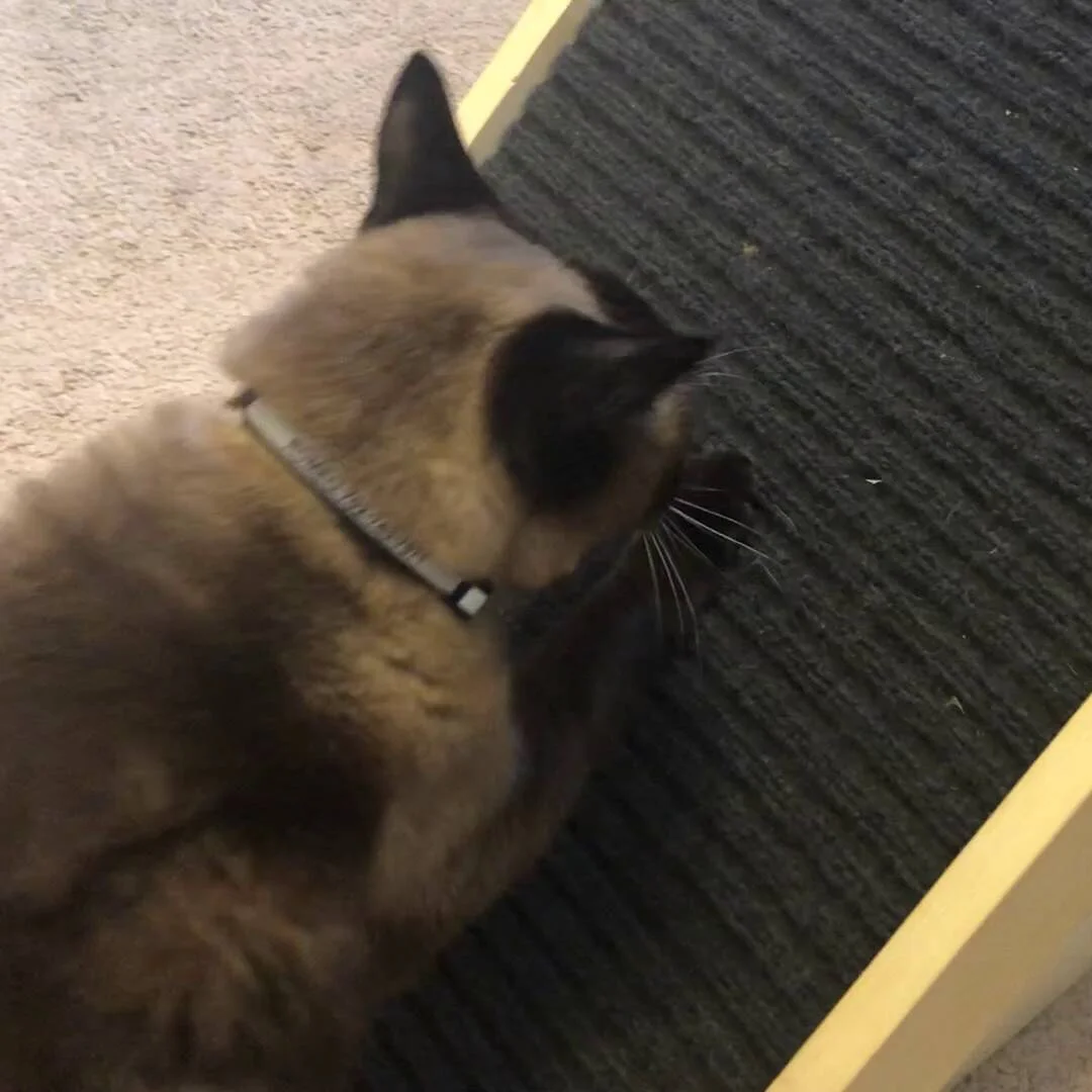 scratchy ramp for cats
