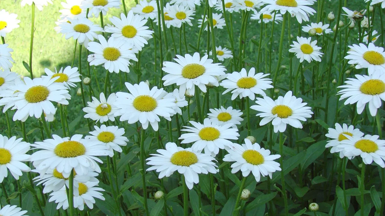 shasta daisy