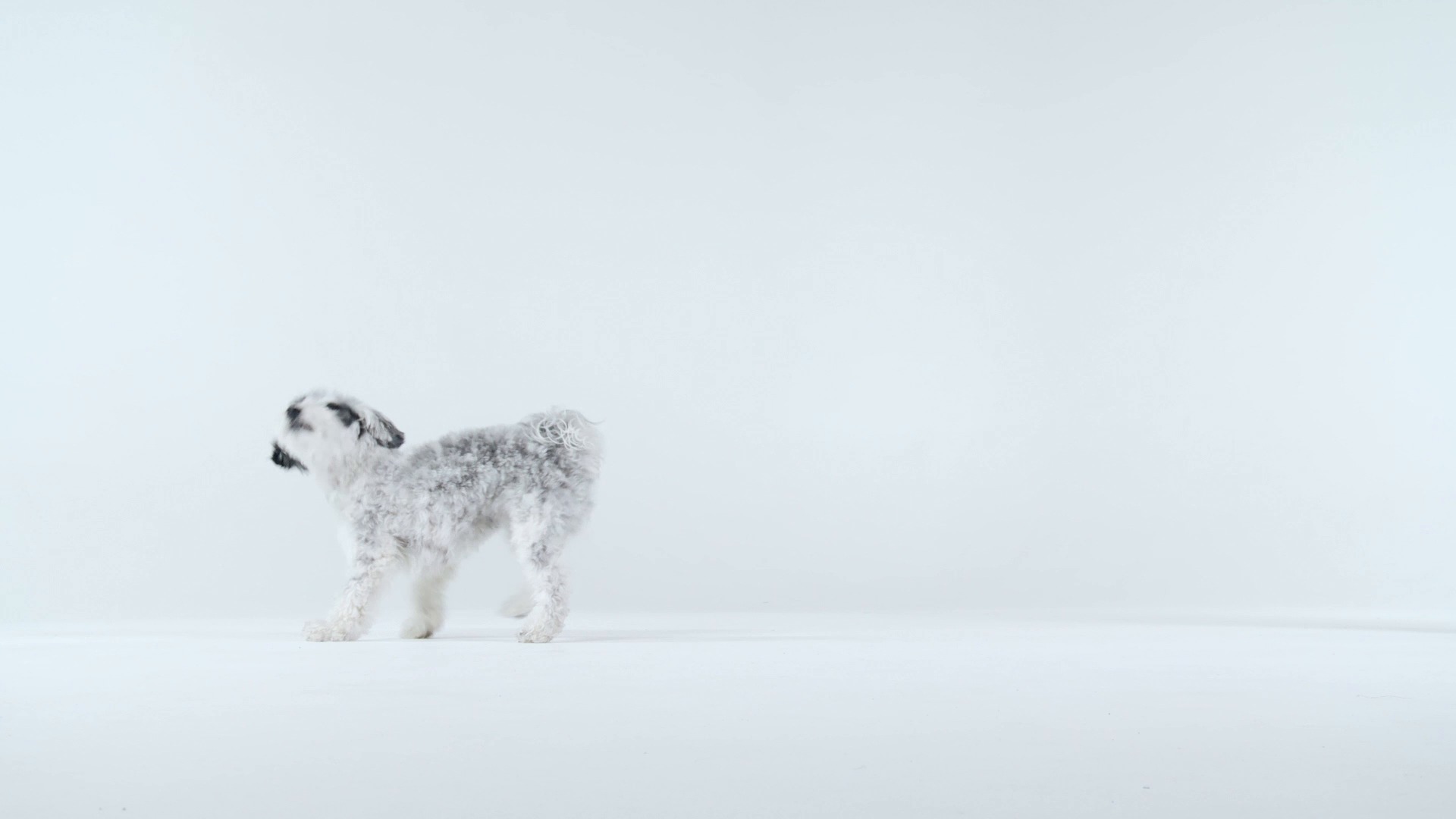 outward hound tail teaser dog flirt pole toy