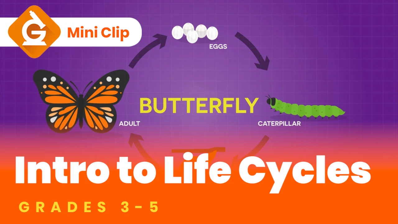 wallpapers Life Cycle Of A Mammal Ks2 Video plant and animal life cycles science