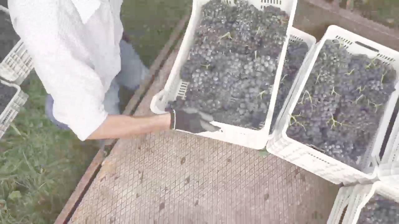 Cantina Valpolicella Negrar, il Ripasso diventa biologico