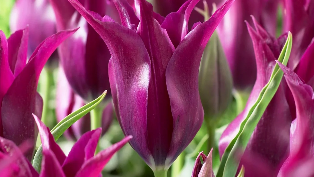 cm Fall Shipping 12 Black /& White Tulip Bulb dueo Large 12