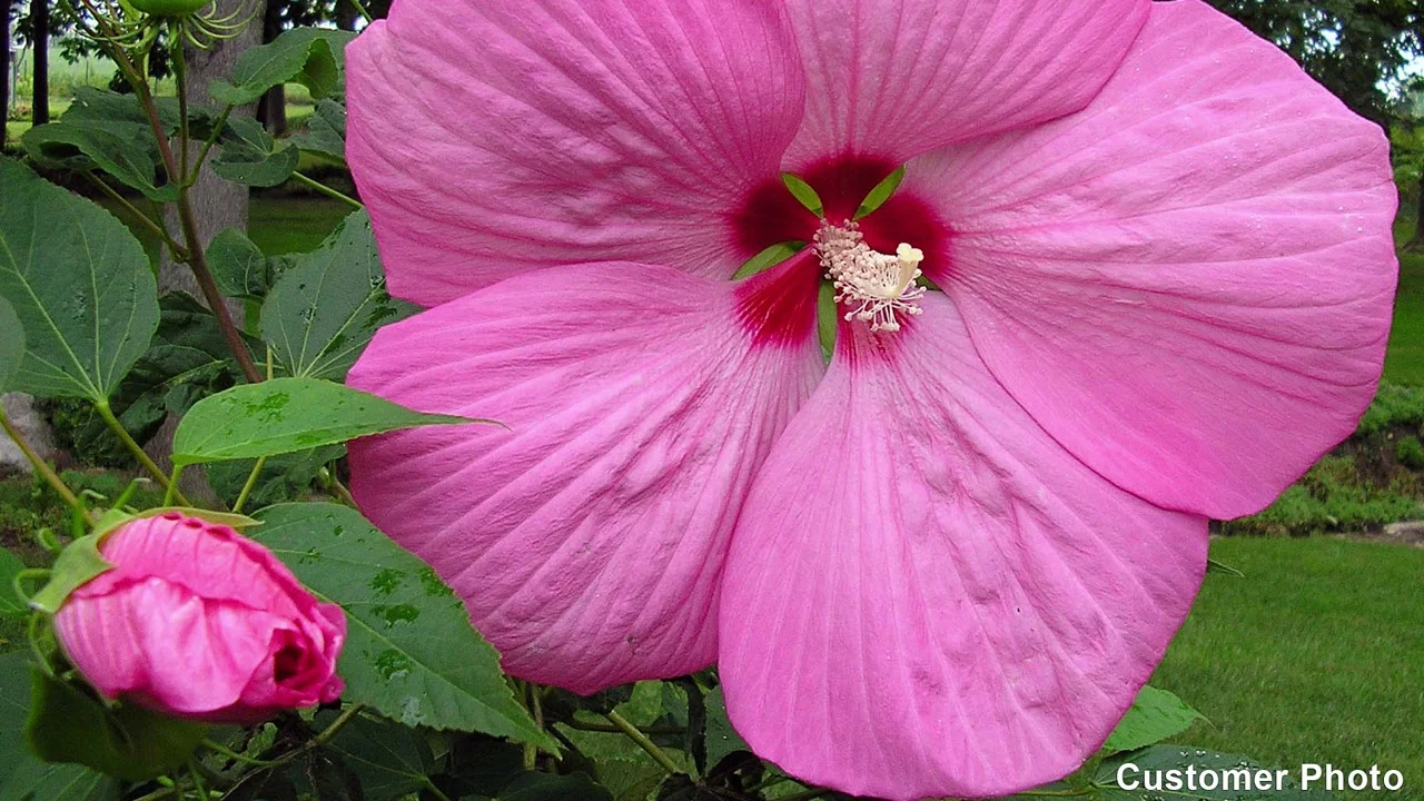 Planting Hardy Hibiscus Plants: How to Grow Hibiscus