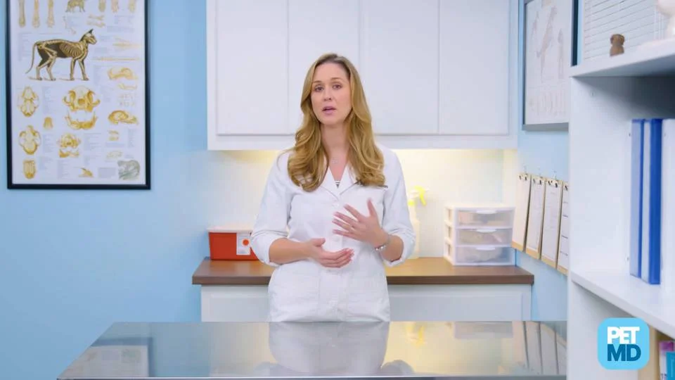 cat weight loss diet