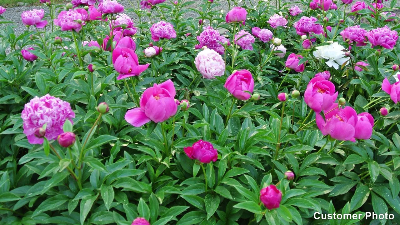 are peony flowers poisonous to dogs