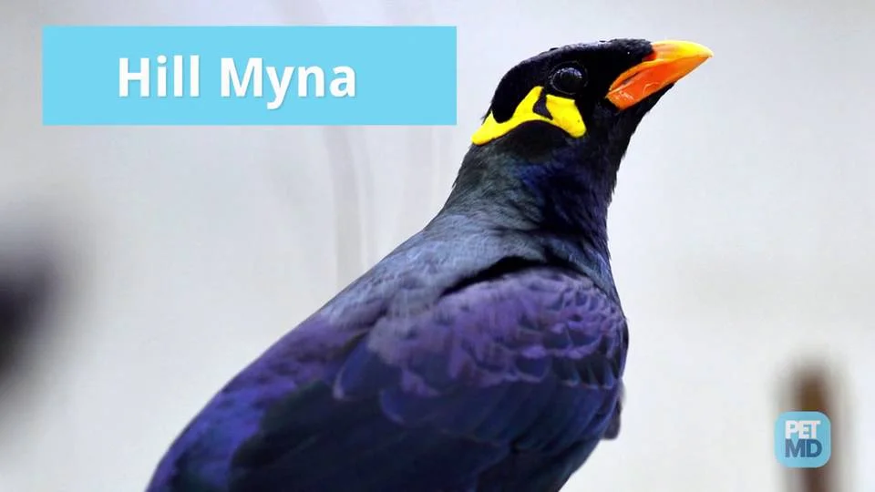 Top 10 Talking Birds Petmd,Eagle Required Merit Badges