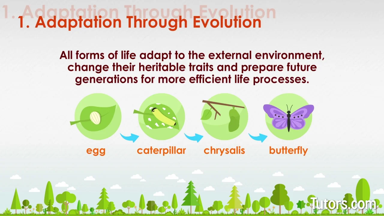 Characteristics Of Life 8 Examples Tutors Com Characteristics Of Life 8 Examples Tutors Com