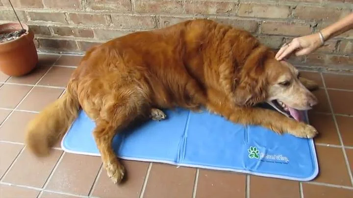 green pet shop dog cooling mat