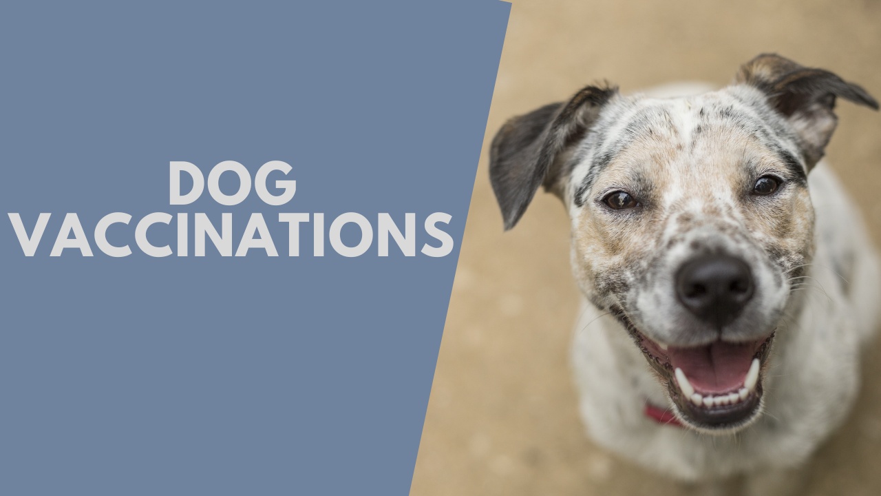 Everything You Need to Know About Dog Vaccinations Checkout Vet