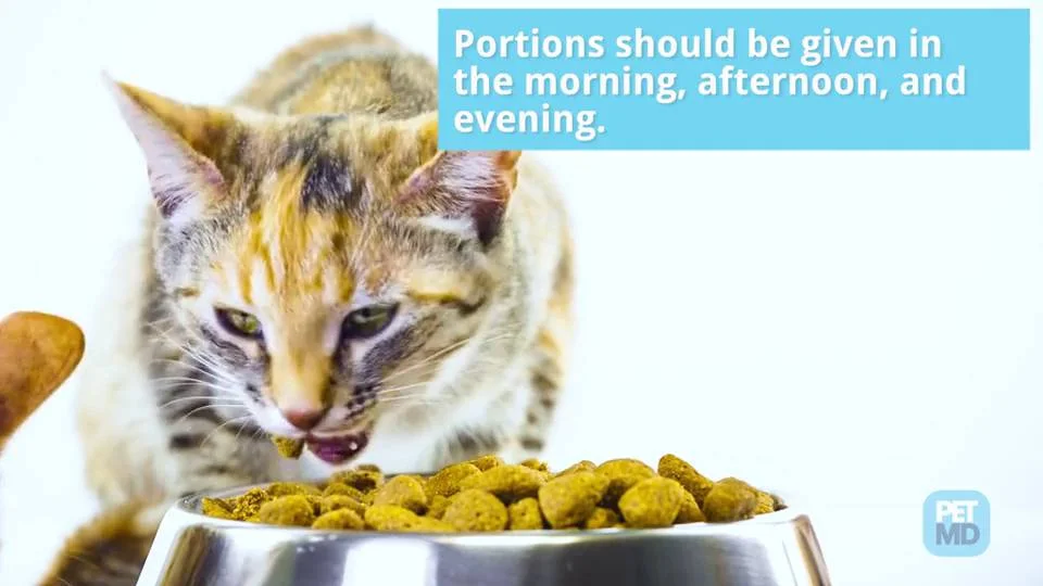 when to introduce dry food to kittens