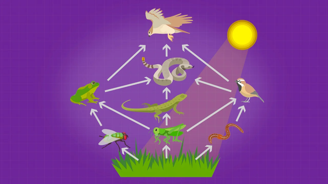 competition between animals over food