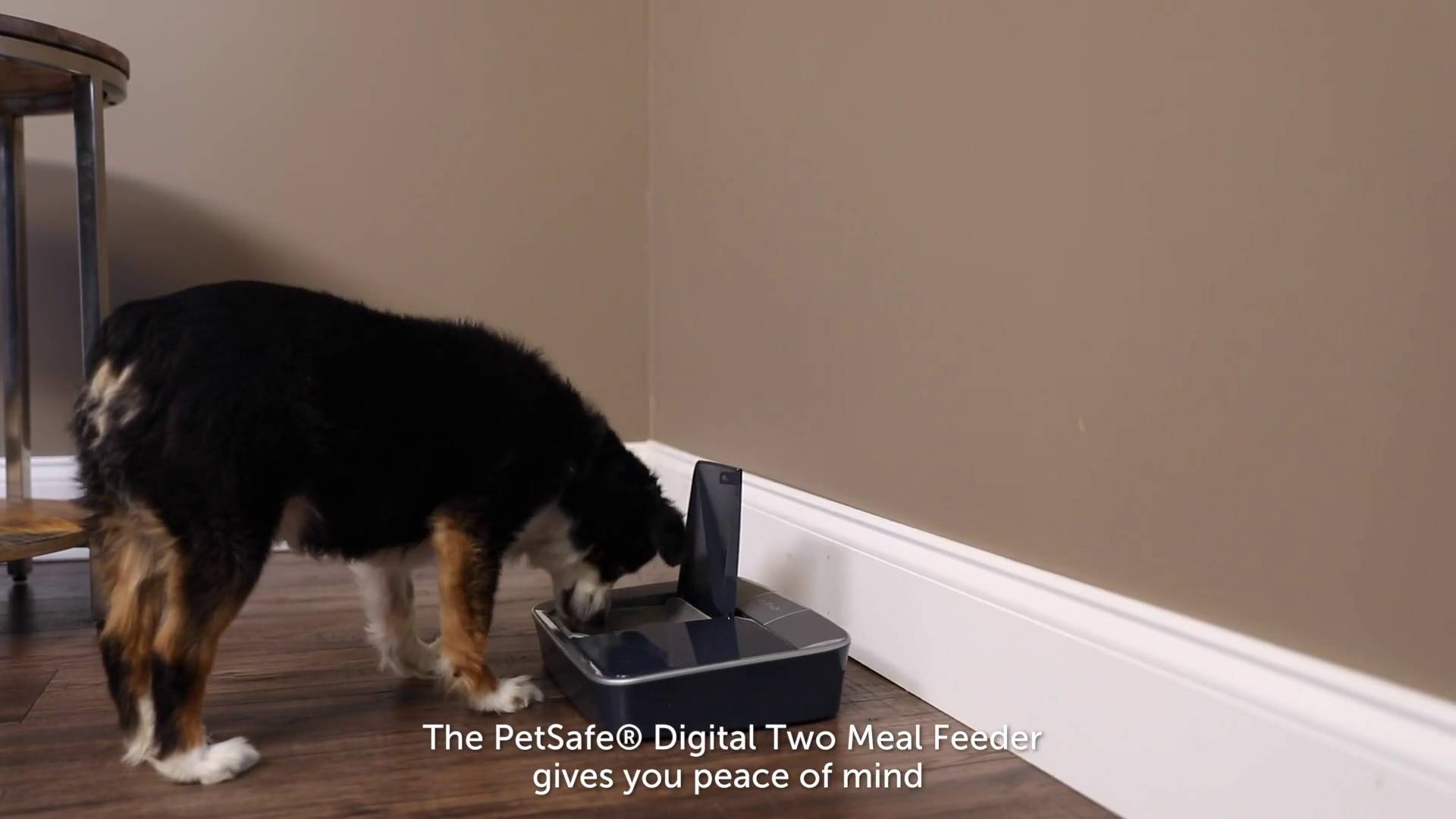 petsafe digital two meal pet feeder