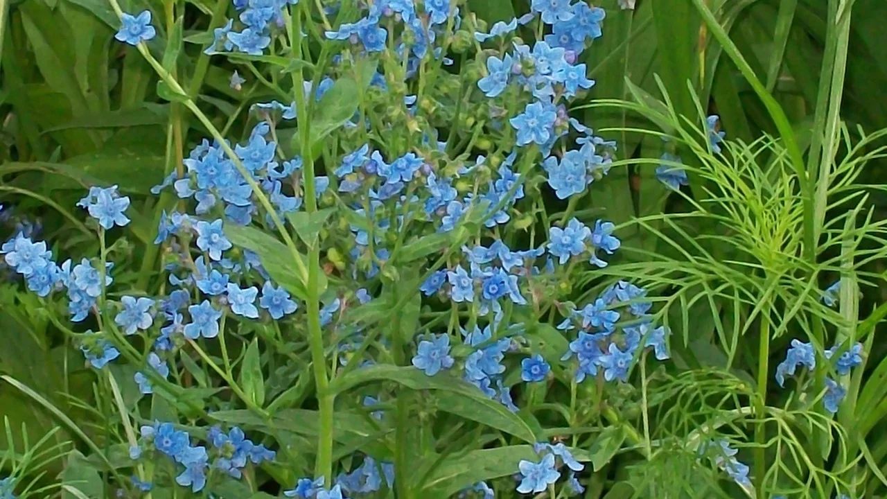 Chinese Forget Me Not Seeds Cynoglossum American Meadows