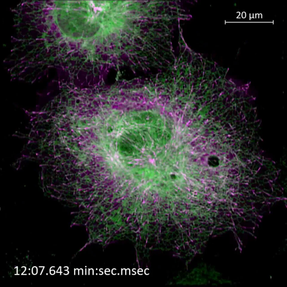Zeiss Lattice Lightsheet 7