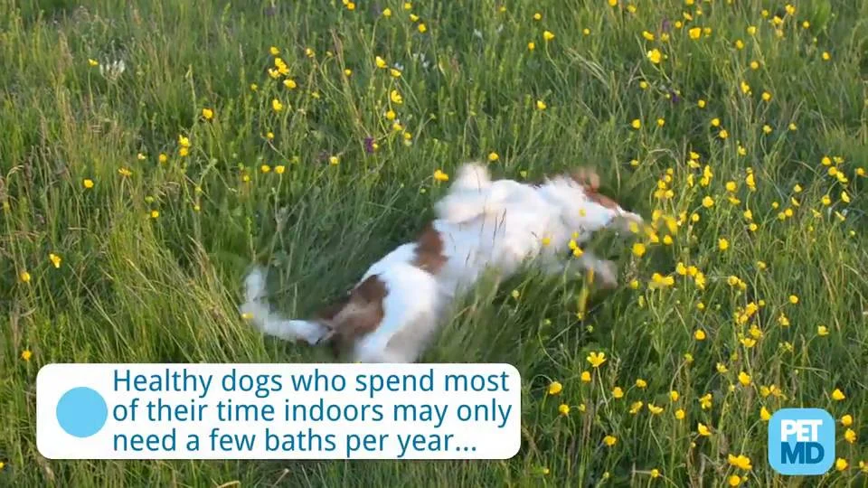 where to bathe a dog