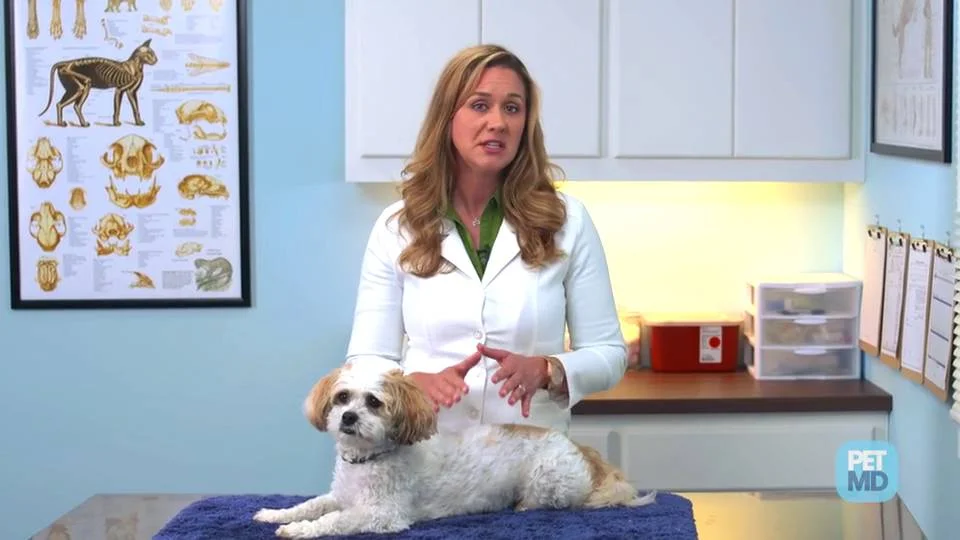 dog inflammation treatment