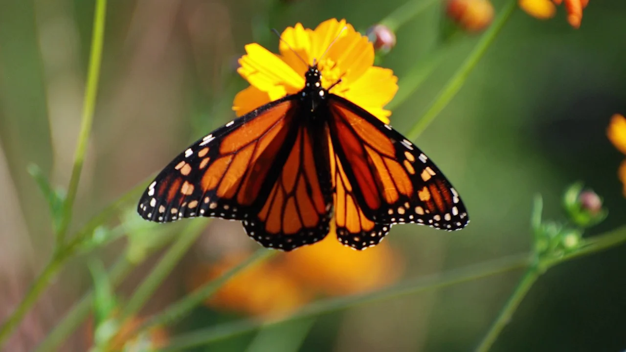 Butterfly Hummingbird Wildflower Seed Mix American Meadows