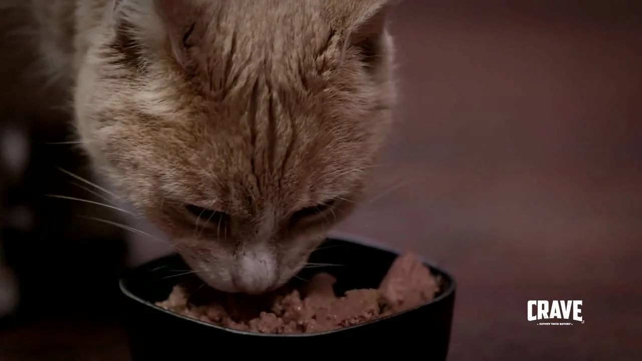 crave cat food petsmart