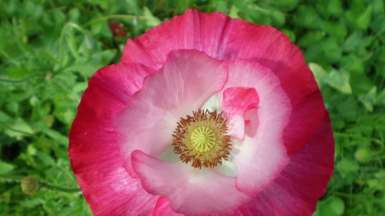 Mixed Red Poppy Seeds Papaver Rhoeas American Meadows
